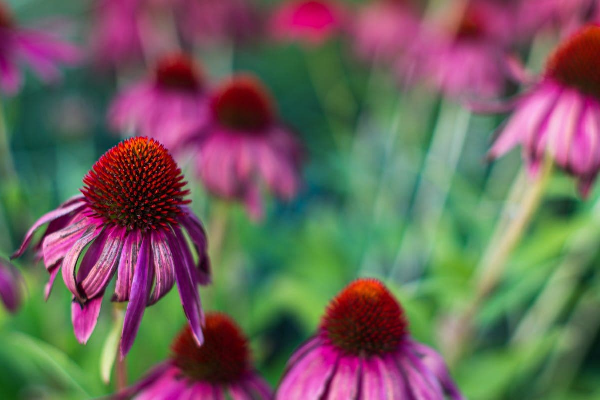 Echinacea and Elderberry for Immunity: Do They Actually Work?